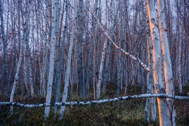 Sakhalin adasında günbatımında Taiga 'daki huş ağacı ormanı.