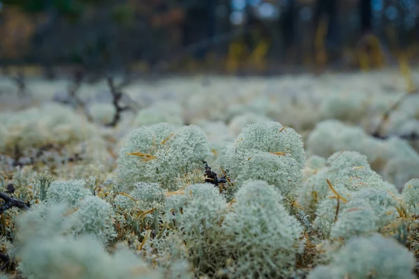 Moss Taiga Outono Ilha Sakhalin Rússia — Fotografia de Stock