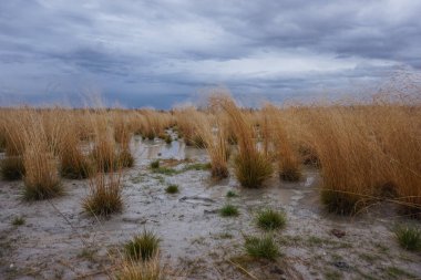 Pugachev Çamur Volkanları Rusya 'nın Uzak Doğusundaki Sakhalin Adası' nda