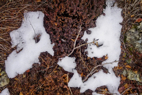Eerste Sneeuw Herfstbladeren Het Eiland Sachalin Rusland — Stockfoto