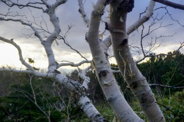 Gün batımında Sakhalin adasındaki Çehov zirvesinde dağ huş dalları