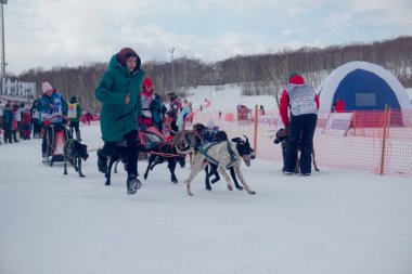 Petropavlovsk-Kamçatsky, Rusya - 22 Şubat 2021: Geleneksel köpek kızağı yarışı Beringia