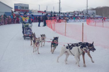 Petropavlovsk-Kamçatsky, Rusya - 22 Şubat 2021: Geleneksel köpek kızağı yarışı Beringia