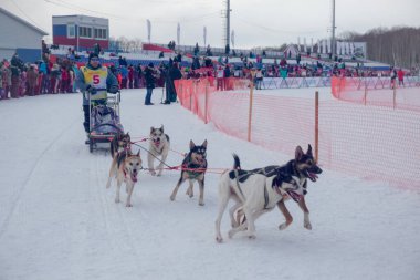 Petropavlovsk-Kamçatsky, Rusya - 22 Şubat 2021: Geleneksel köpek kızağı yarışı Beringia
