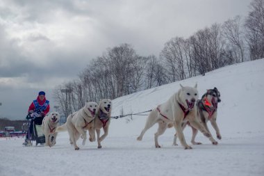Petropavlovsk-Kamçatsky, Rusya - 22 Şubat 2021: Geleneksel köpek kızağı yarışı Beringia