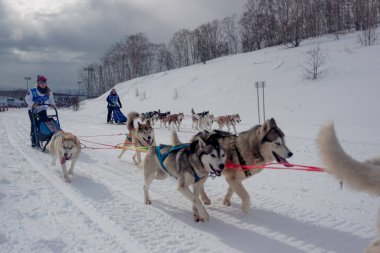 Petropavlovsk-Kamçatsky, Rusya - 22 Şubat 2021: Geleneksel köpek kızağı yarışı Beringia