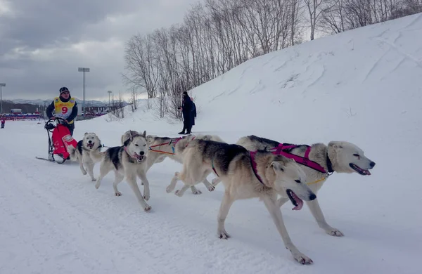 Petropavlovsk Kamchatsky Rússia Fevereiro 2021 Tradicional Corrida Trenó Para Cães — Fotografia de Stock