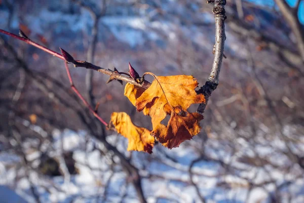 Folhas Amarelas Ramo Árvore Inverno Kamchatka — Fotografia de Stock