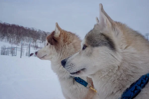 カムチャツカ半島の伝統的なベルギーのレースで白い犬 — ストック写真