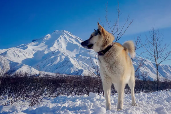 ビリュチンスキー火山の景色を望む雪の中の犬 — ストック写真