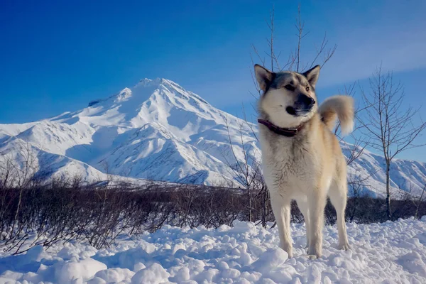 Σκύλος Στο Χιόνι Θέα Ηφαίστειο Vilyuchinsky — Φωτογραφία Αρχείου