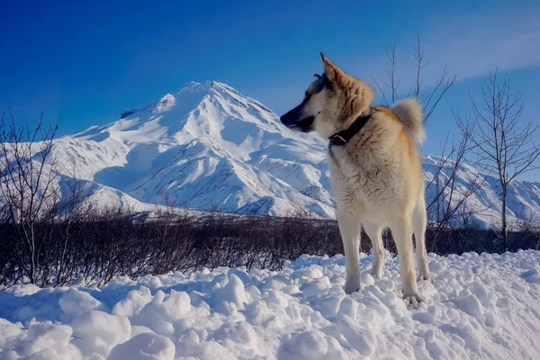 ビリュチンスキー火山の景色を望む雪の中の犬 — ストック写真