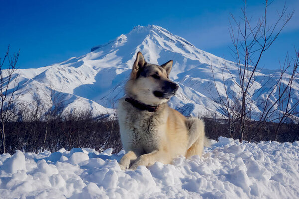 Собака в снегу с видом на Вилючинский вулкан