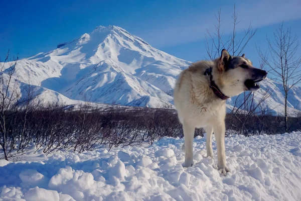 ビリュチンスキー火山の景色を望む雪の中の犬 — ストック写真