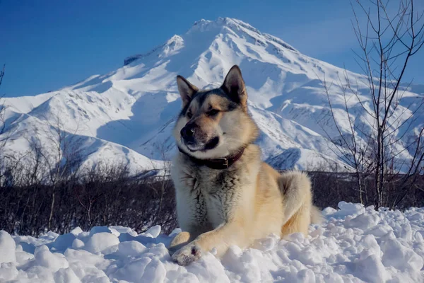ビリュチンスキー火山の景色を望む雪の中の犬 — ストック写真