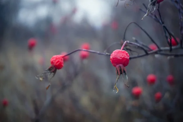 Vörös Rózsa Csípő Egy Ágon Erdőben Kamcsatka — Stock Fotó