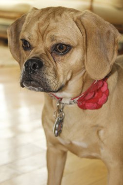 Genç puggle portre