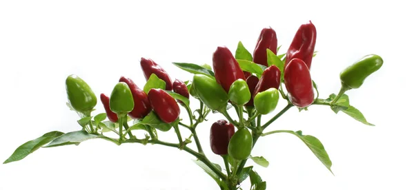 Pianta di peperoncino — Foto Stock