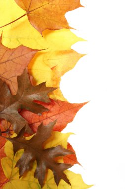 Sonbahar Yaprakları