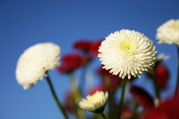 Tuinieren — Stockfoto