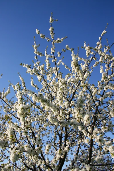 春天树盛开的花朵 — 图库照片