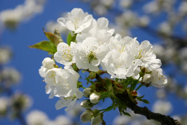 Spring tree blossom flower — Stock Photo, Image