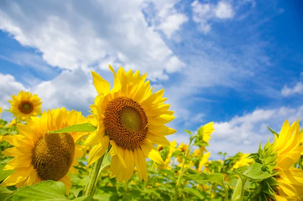 Zonnebloem — Stockfoto