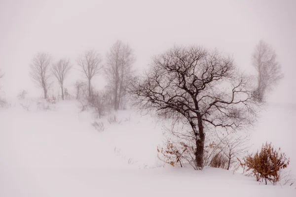 在北海道的雪世界 — 图库照片