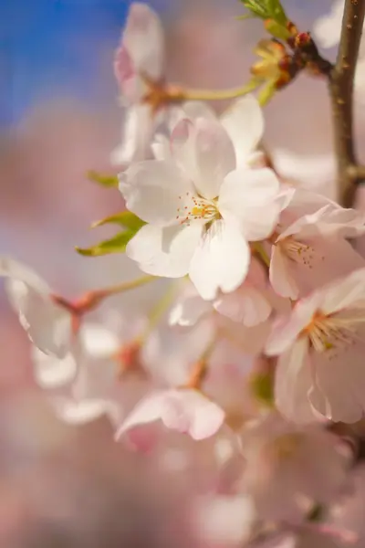 Çiçek açmış Japon kirazı