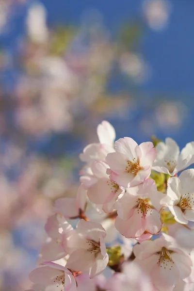 Çiçek açmış Japon kirazı