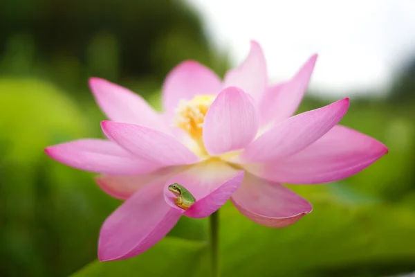 Tree frog op een lotus — Stockfoto