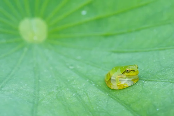 lotus üzerinde ağaç kurbağası