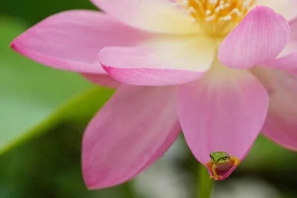 lotus üzerinde ağaç kurbağası