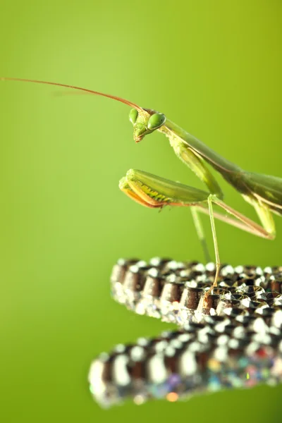 緑の背景のカマキリ — ストック写真