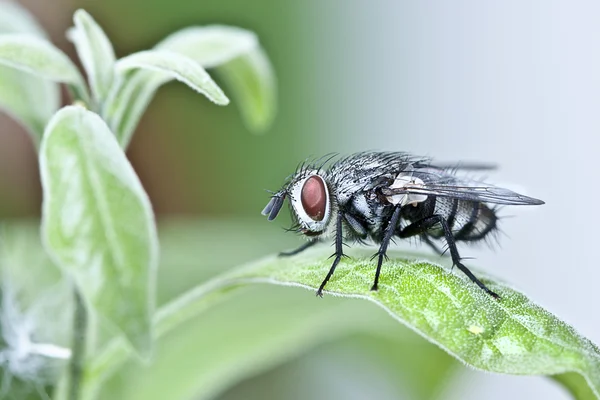 Blue blow-fly in the leaf — Stock Photo, Image