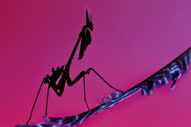 Empusa pennata peygamber devesi