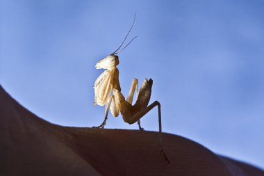 Praying mantis clipart