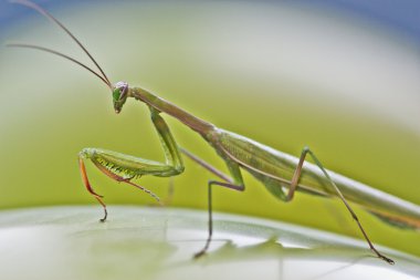 peygamber devesi yeşil arka planda