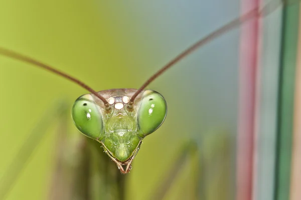 Praying mantis macro face — Stock Photo, Image