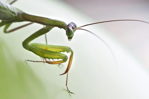 Oración mantis lado cara fondo verde — Foto de Stock
