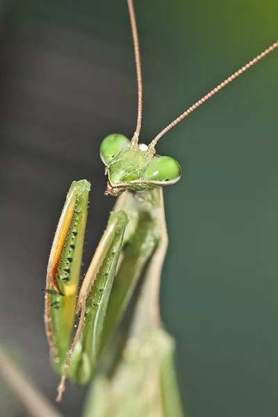 Mantis macros rezando —  Fotos de Stock