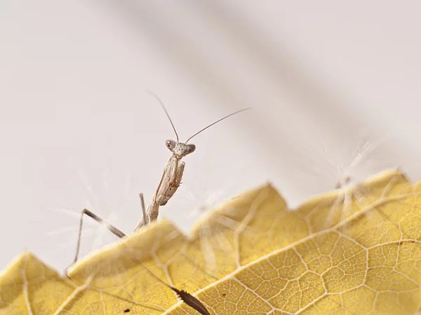 Nymph iris oratoria mantis — Stock Photo, Image