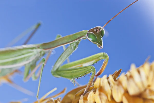 Praying mantis in blauwe blackground — Stockfoto