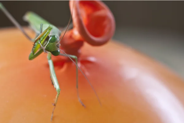 緑のカマキリ — ストック写真