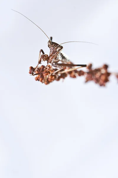 Praying mantis in witte blackground — Stockfoto