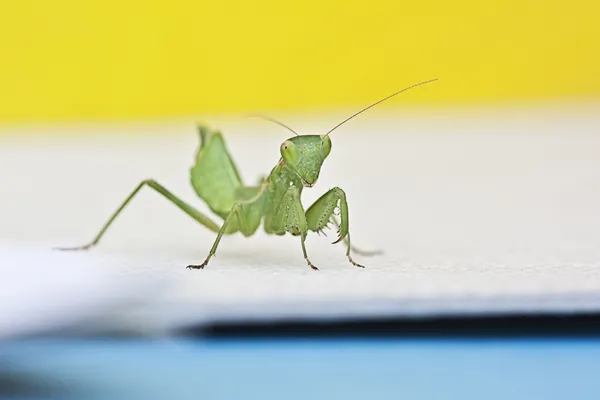 Mantis amelis spallanzania, hembra — Foto de Stock