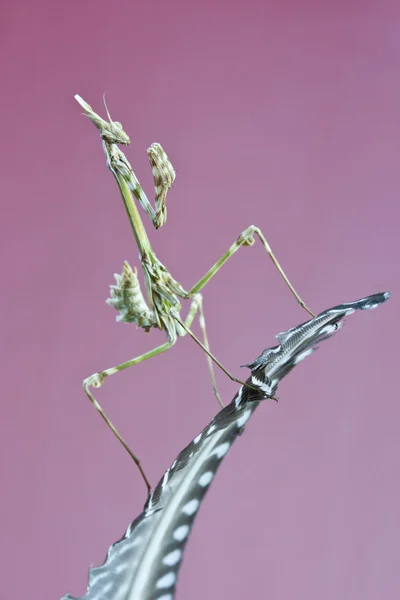 Empusa pennata Gottesanbeterin — Stockfoto