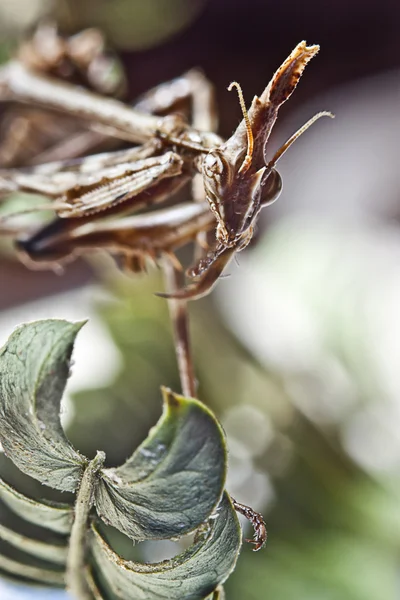 Mantide religiosa — Foto Stock