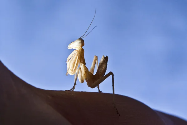 Praying Mantis — Stockfoto