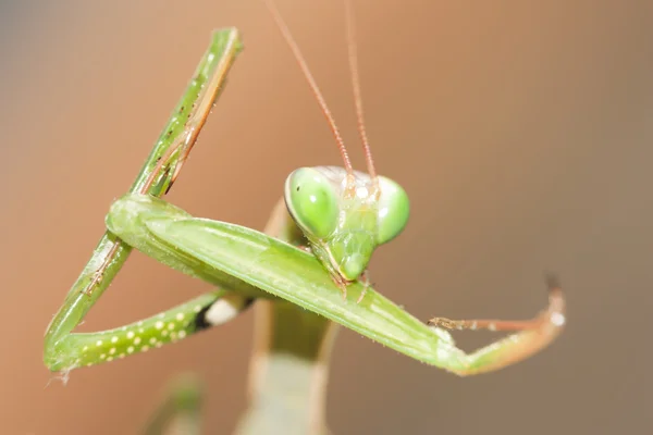 Mantis orante — Foto de Stock